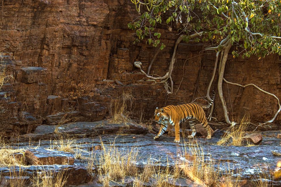 See Ranthambore Safari Timings For Tiger Exploration